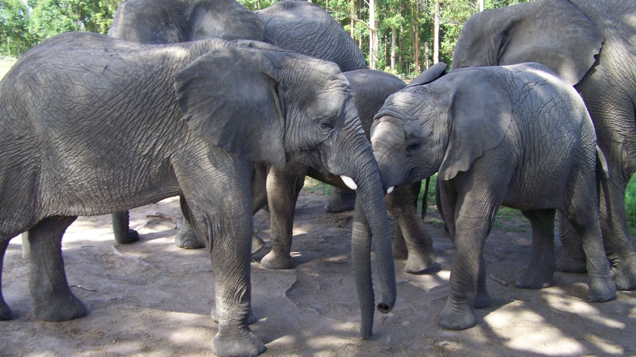 Labels help save Africa’s elephants Labels help save Africa’s elephants